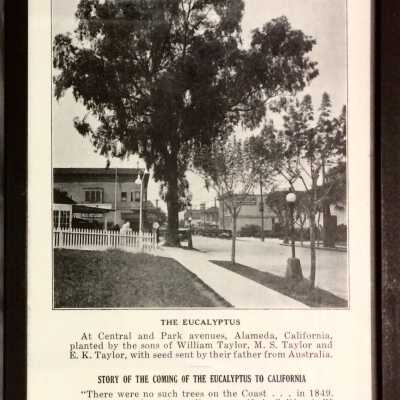 Photolithograph of 'The Eucalyptus', from dedication program Mountain View Cementery, 1921