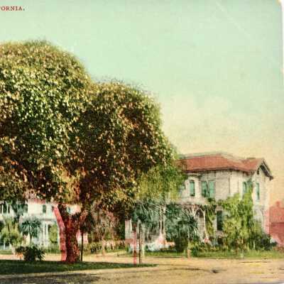 Postcard depicting a rose-covered Oak at Central Ave and Grand Street, early 1900s
