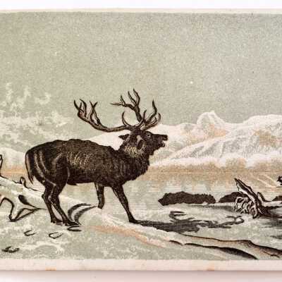 Greeting Card depicting a stag in the snow, 1879