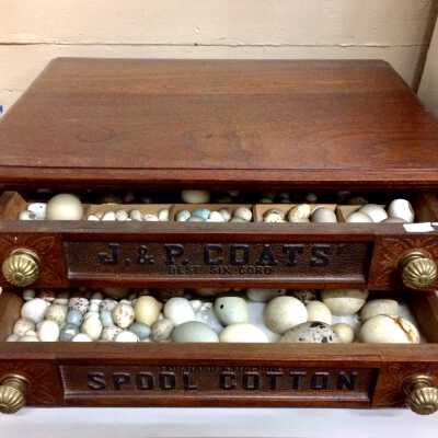 Bird eggs collection of D.A. Cohen, in J&P Coats thread spool cabinet, prior 1943
