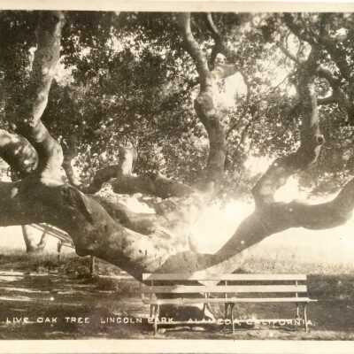 Postcard of a Live Oak Tree in Lincoln Park, c. 1910