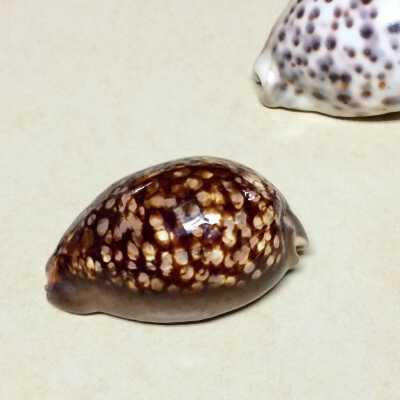 Cowry Seashell decoration of the Clinton family.