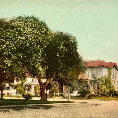 Postcard of an oak covered with roses, early 1900s