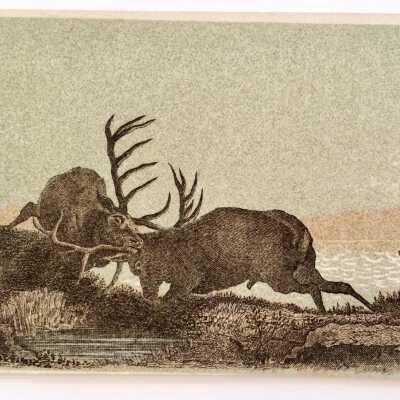 Greeting Card depicting Fighting Stags on the Marshes, 1879