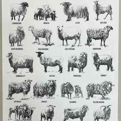 Euskal artzainek munduan larratu dituzten ardi arrazak = breeds of sheep that Basque shepherds have herded in the world