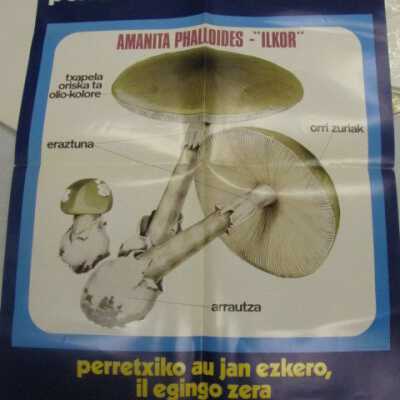 Amanita Phalloides - "Ilkor"