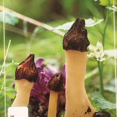 Setas del parque natural de Urkiola II = II Urkiolako natur parkeko perretxikoak
