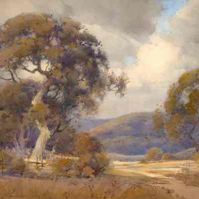 Oak Trees in Marin County