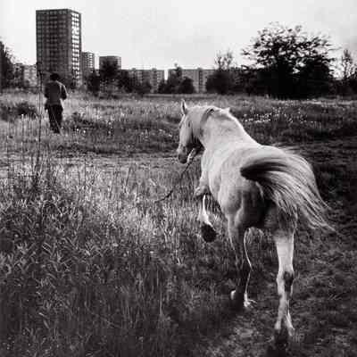 Untitled (White Horse)