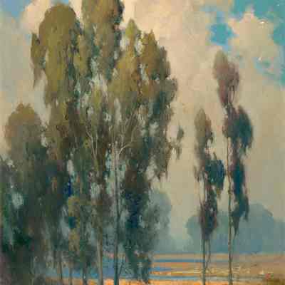 Monterey Eucalyptus