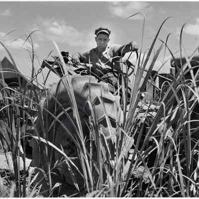 One of the tractors cultivating sugar cane on Terrebonne Project, Schriever, Louisiana