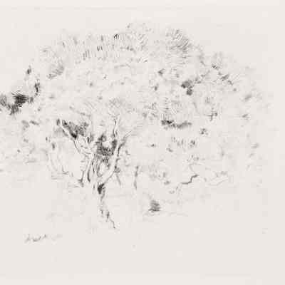 A Study of Trees