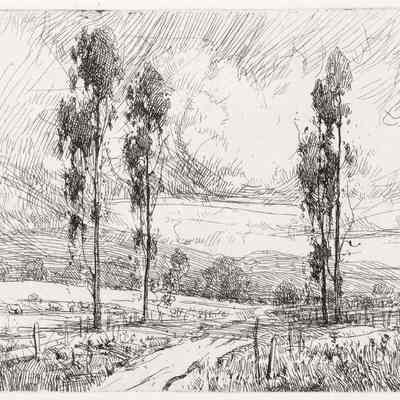 Pastoral Eucalyptus