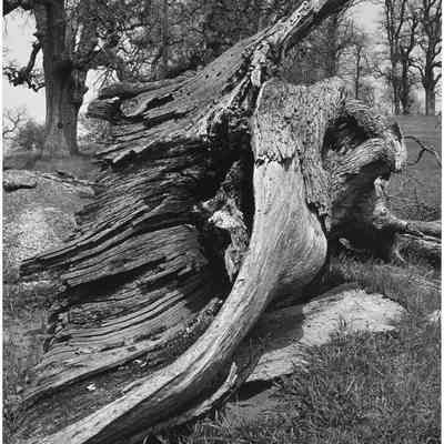 Wood Detail