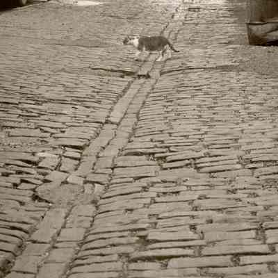 Alley Cat