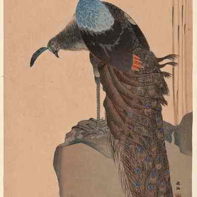 Peacock