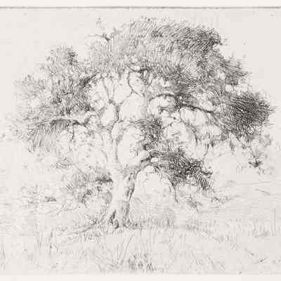 California Oak