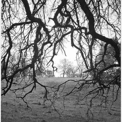 Oak Branches