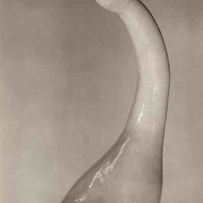 Swan Neck Gourd (White Heron)