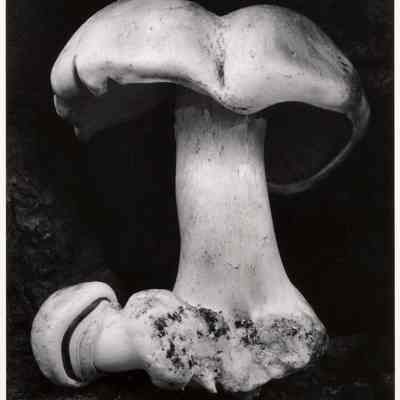 Toadstool, 6 FU