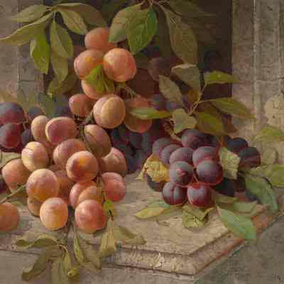 Still Life of Plums