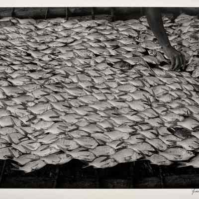 Pescaditos de Oaxaca, Mexico