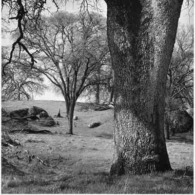 Trees and Pasture, Central Section
