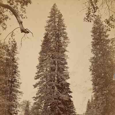 Big Tree, Yosemite Valley