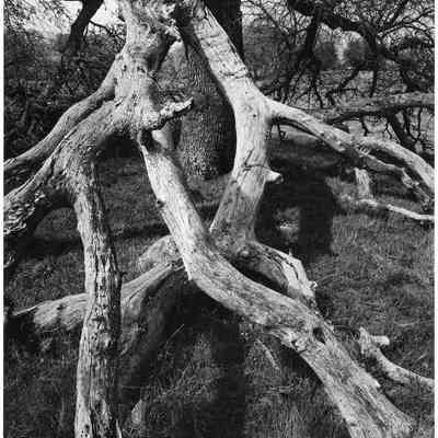 Dead Tree Branches