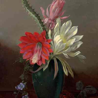 Blooming Cactus