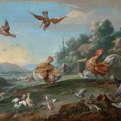 Chickens and their Young Disturbed by Sparrow Hawks