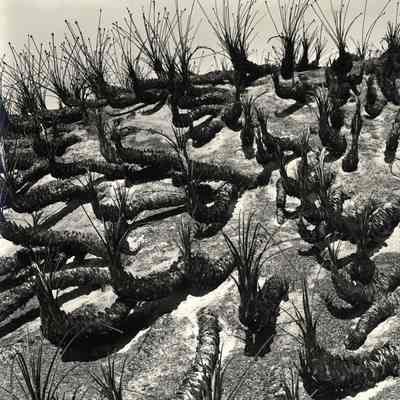 Desert Landscape, Plants