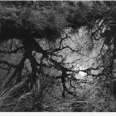 Reflection—Oak Tree in Pool