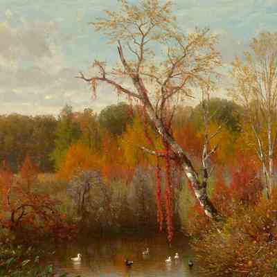 Ducks on a Pond