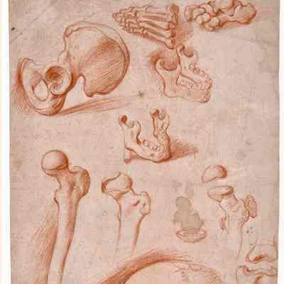 Studies of Human Bones