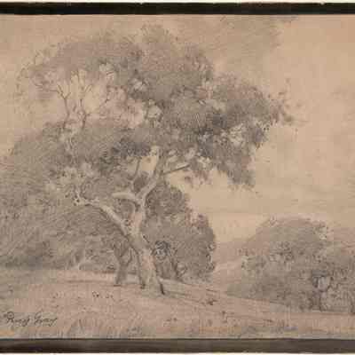 San Mateo Oaks