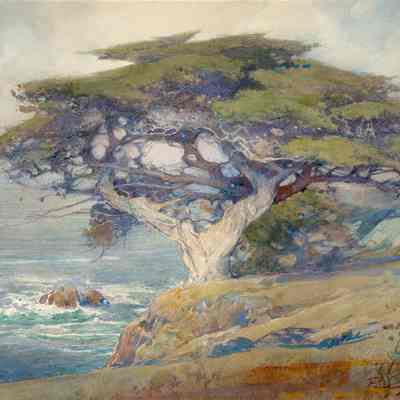 Monterey Cypress at the Coast