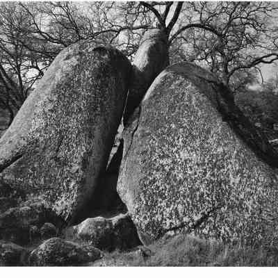 Rocks and Trees