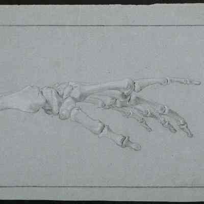 Study of the Skeleton of a Left Hand