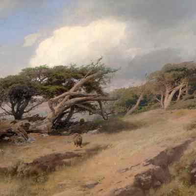Monterey Cypress with Bears