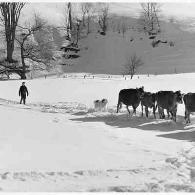 Farmer's son and collie dog driving the cows back to the barn after watering them at the brook, all other sources of water supply were frozen for two months during very sever winter. Clinton Gilbert's farm. Woodstock, Vermont