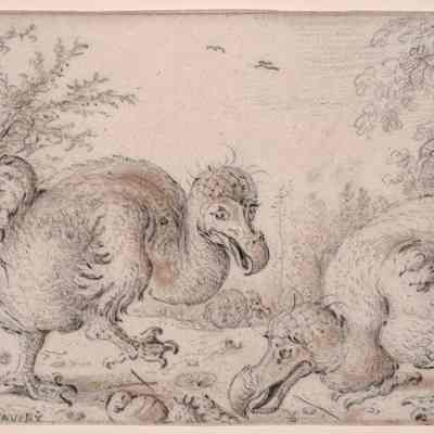 Dodo Birds