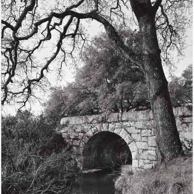 Arched Bridge—Trees