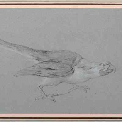 Study of a Macaw