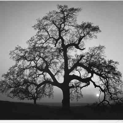 Oak Tree, Sunset City