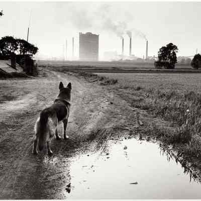 Untitled (Dog in Industrial Landscape)