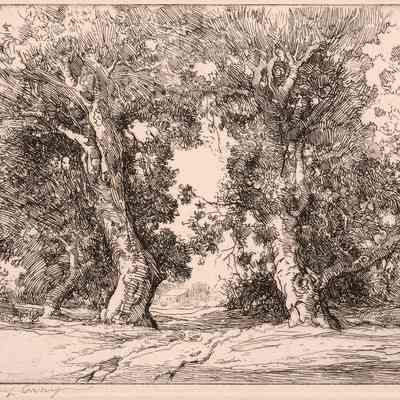 Framing Oaks
