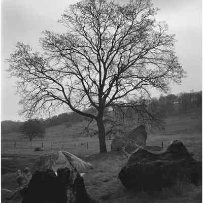 Tree and Sun
