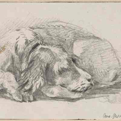 Sleeping Dog