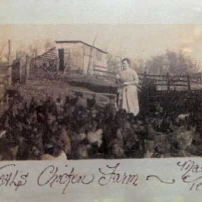 Teal's chicken farm, Mary Teal. Undated
